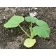 Plant de courge